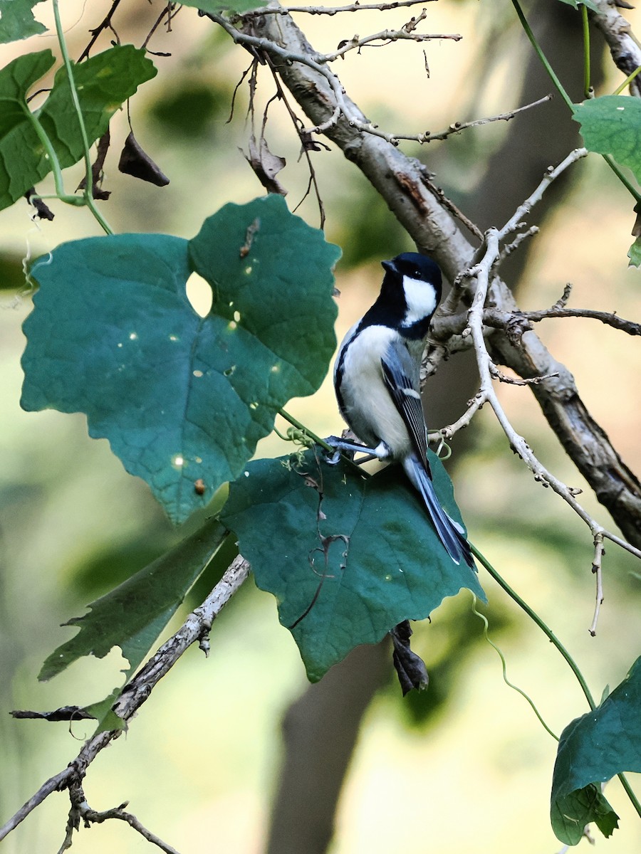 Mésange d'Asie - ML644783193