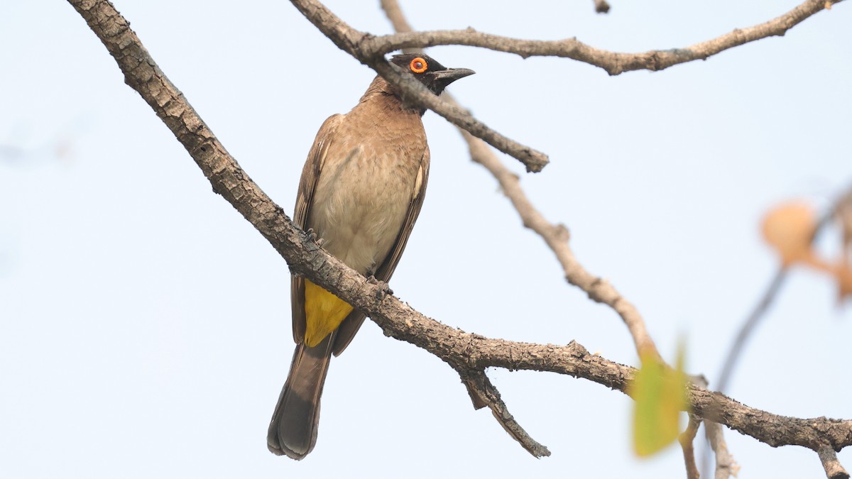 Afrika Arapbülbülü - ML644783194