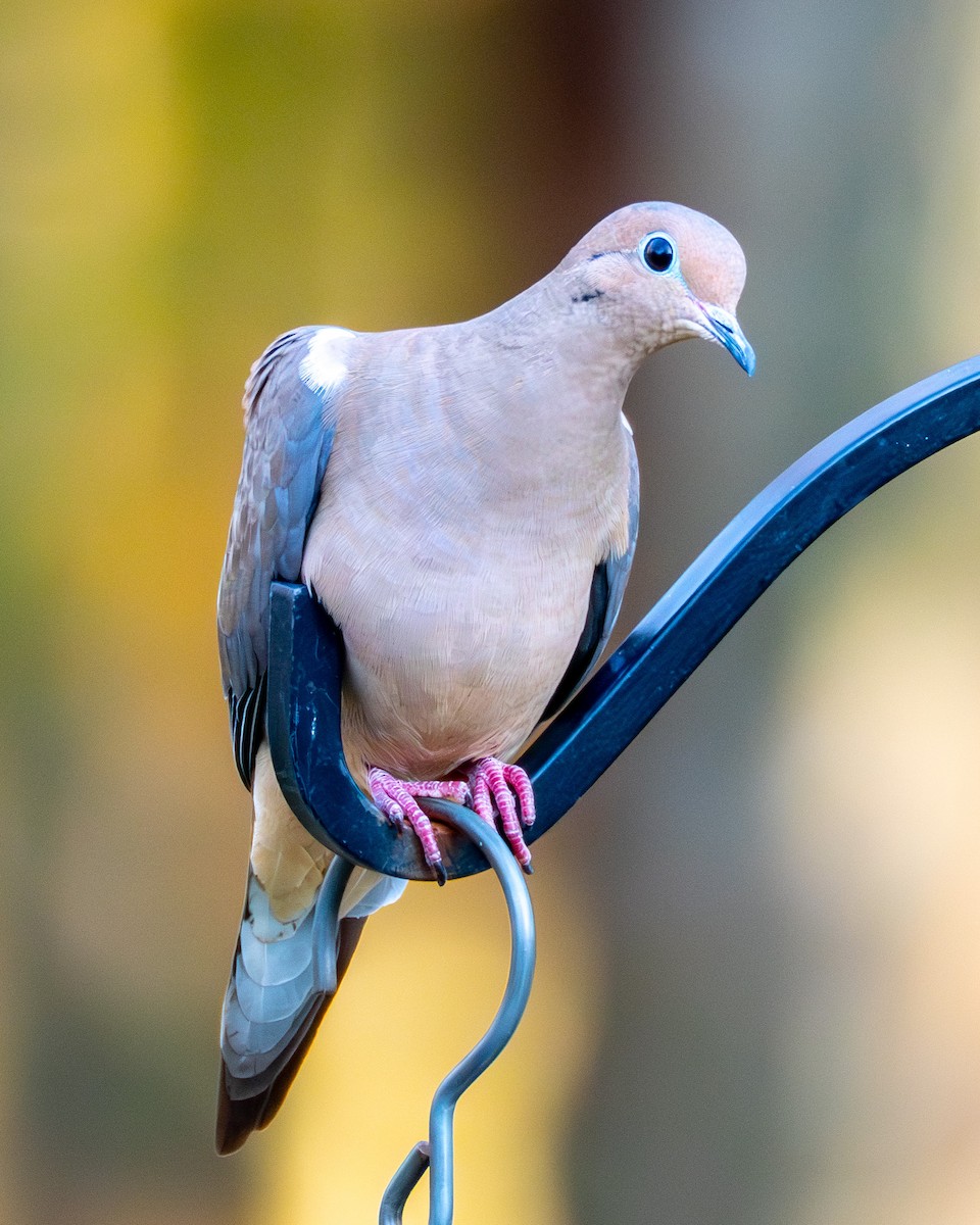 Tourterelle triste - ML644783196