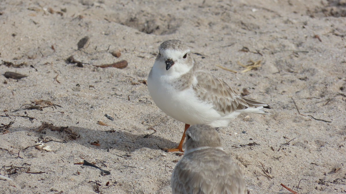 Piping Plover - ML644783200