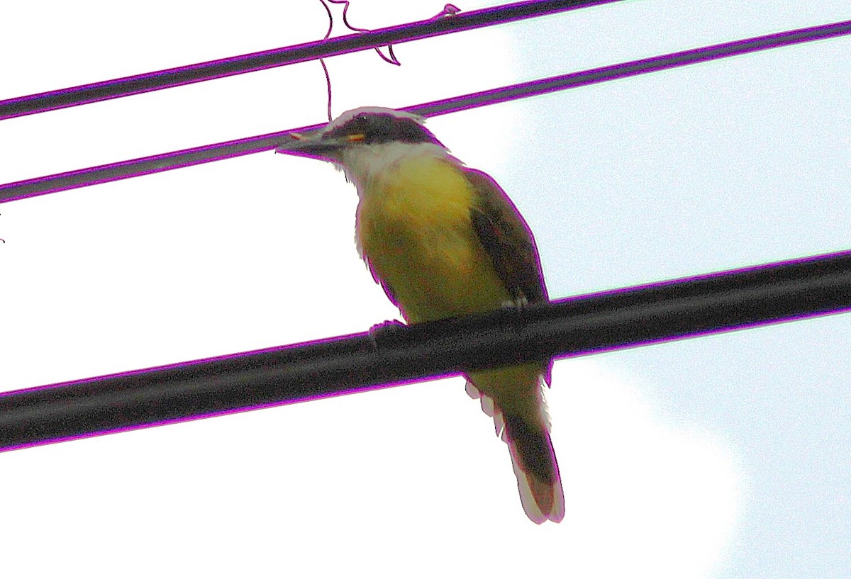 Tyran quiquivi - ML644783203