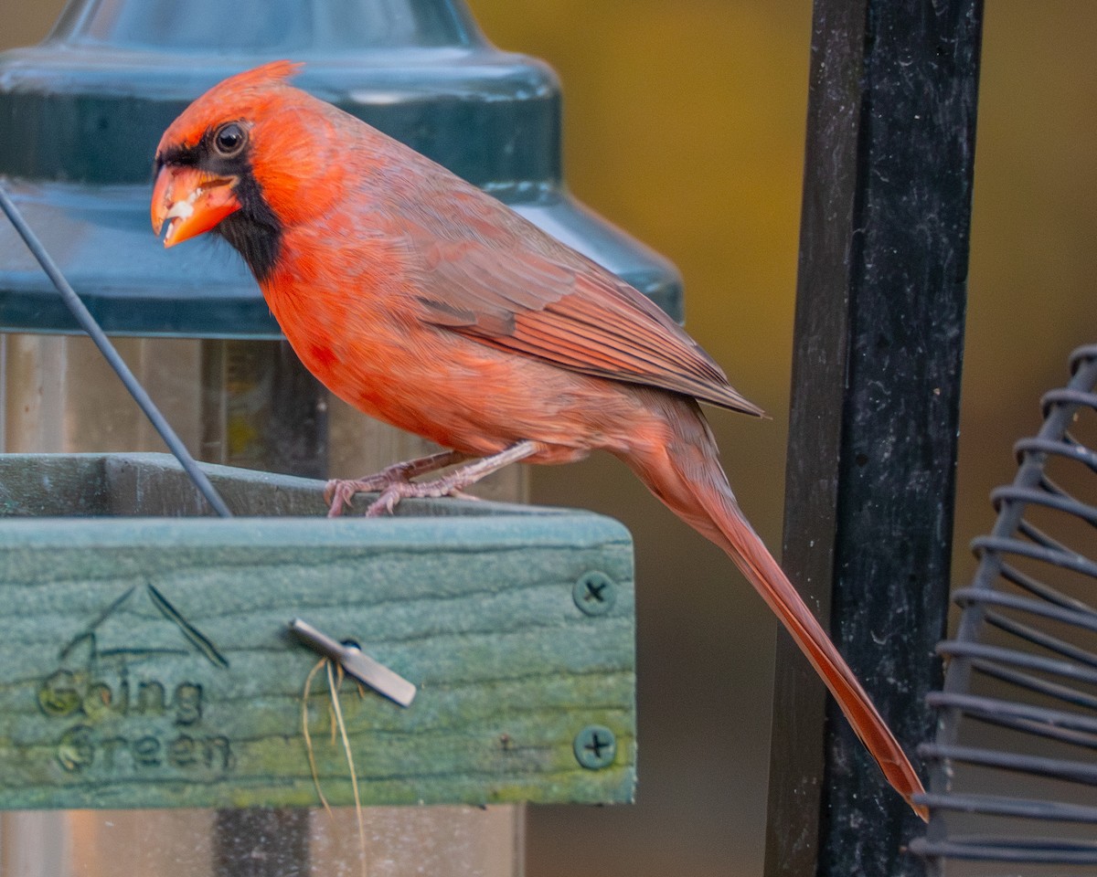 Красный кардинал - ML644783204