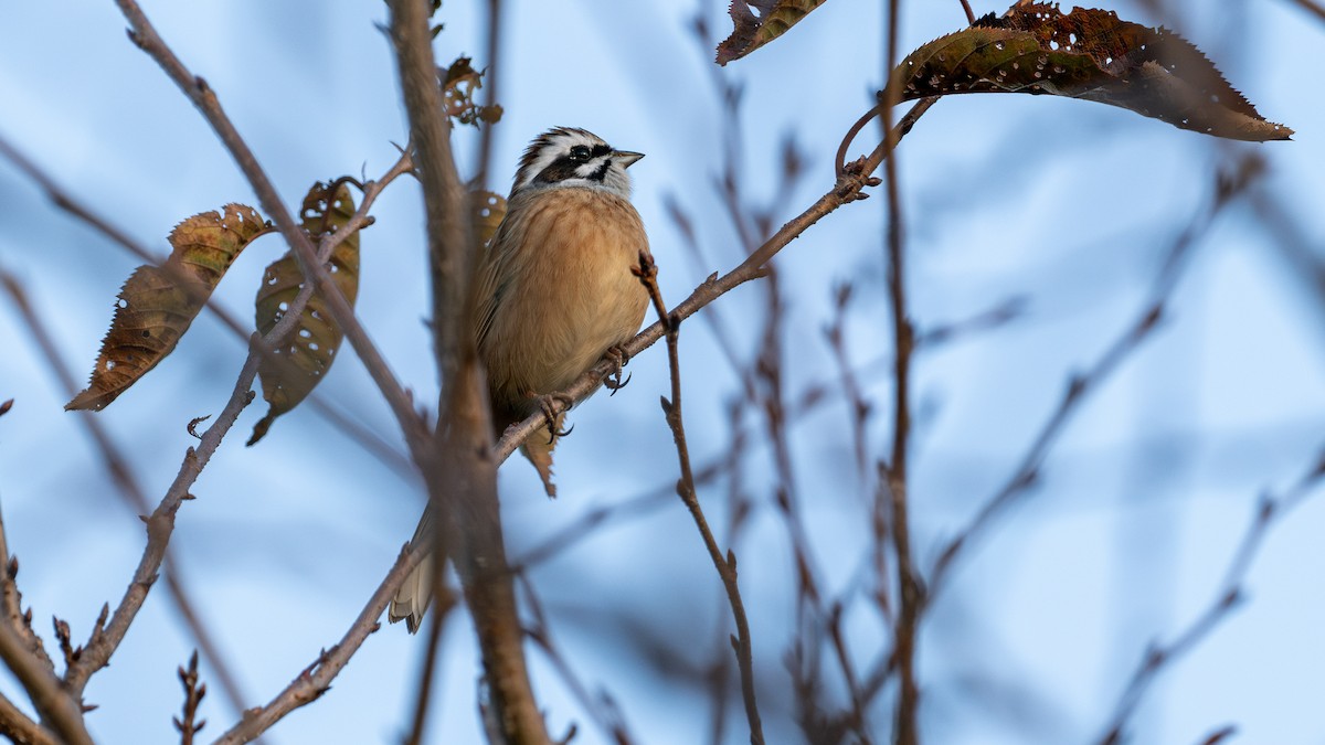 Bruant à longue queue - ML644783207