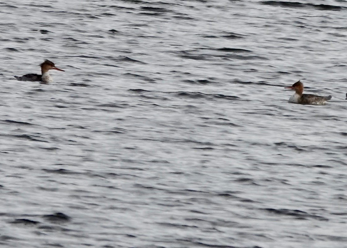 Harle huppé - ML644783208