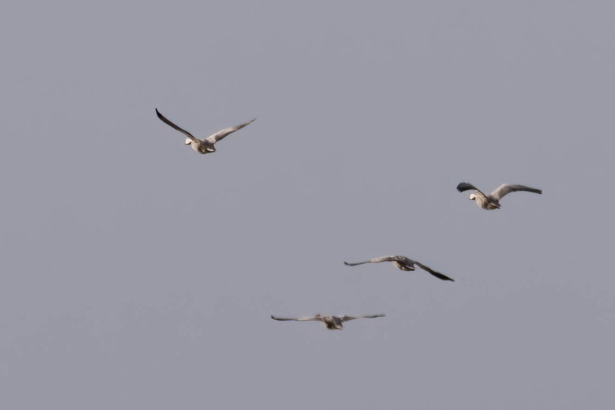 Emperor Goose - ML644783209