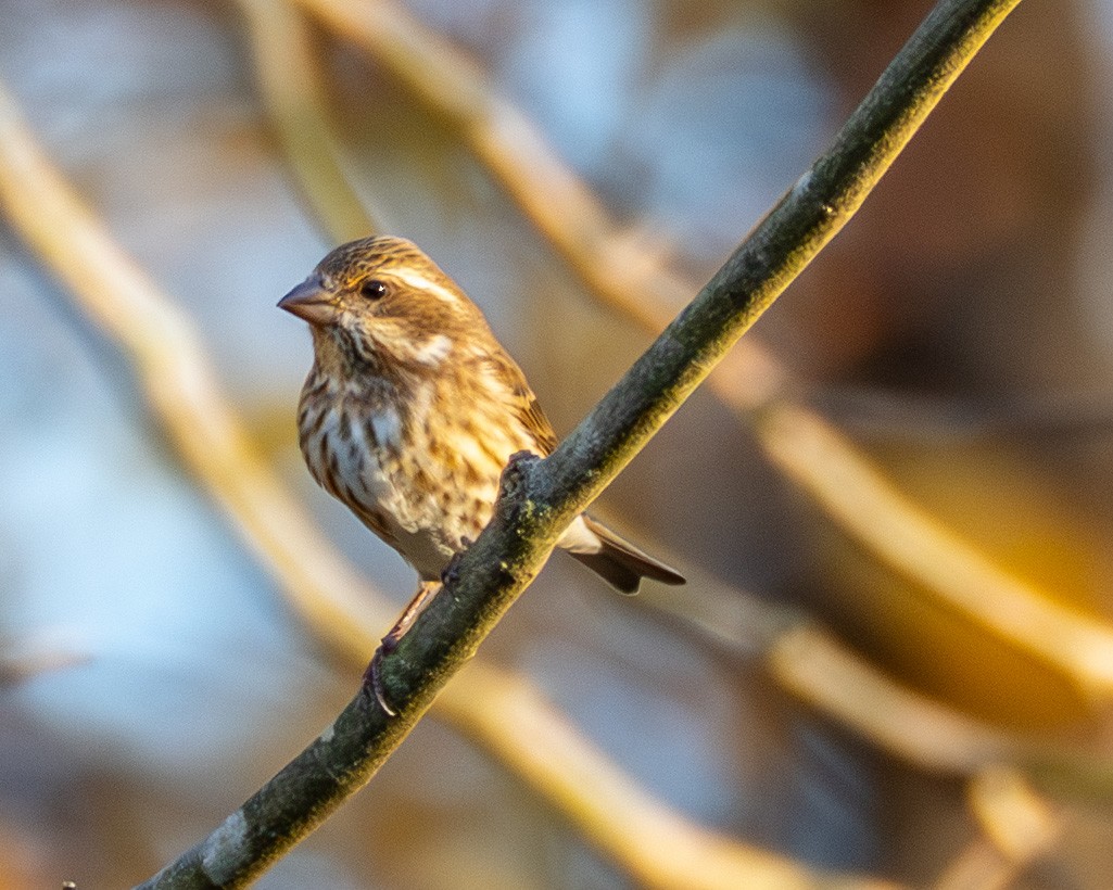 Purple Finch - ML644783210
