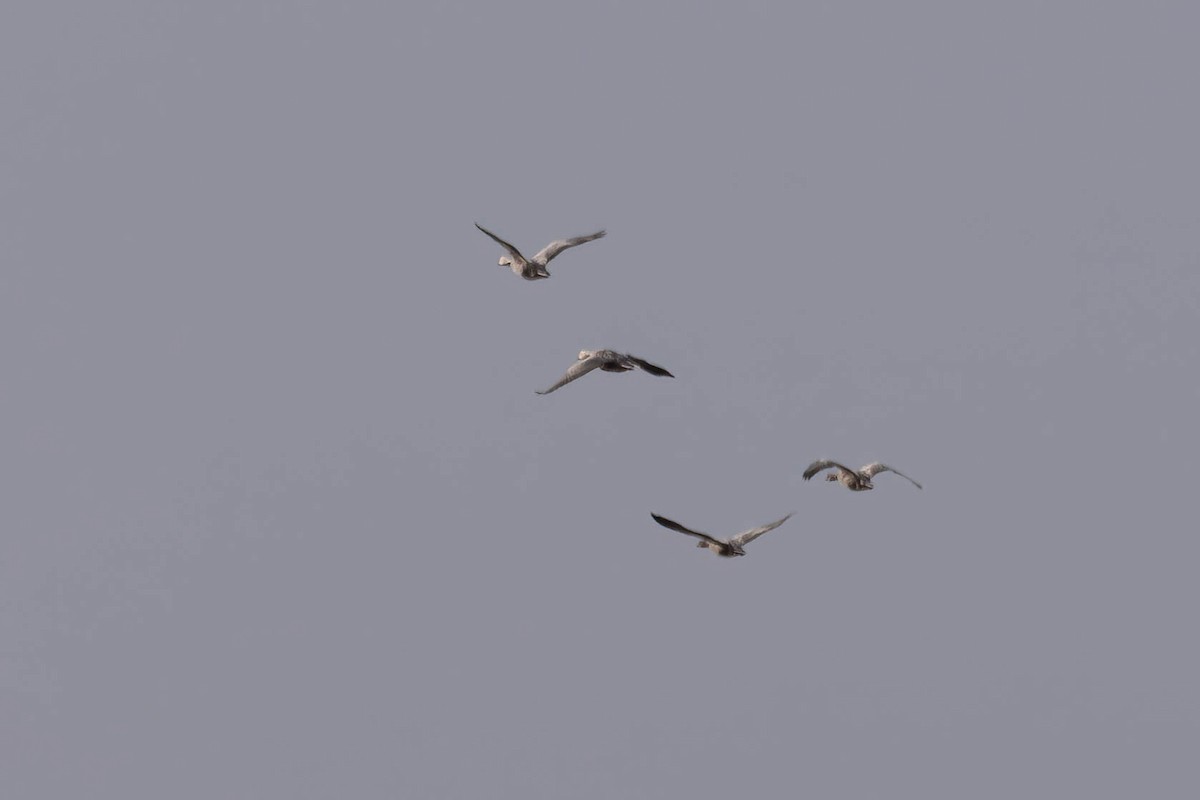 Emperor Goose - ML644783213