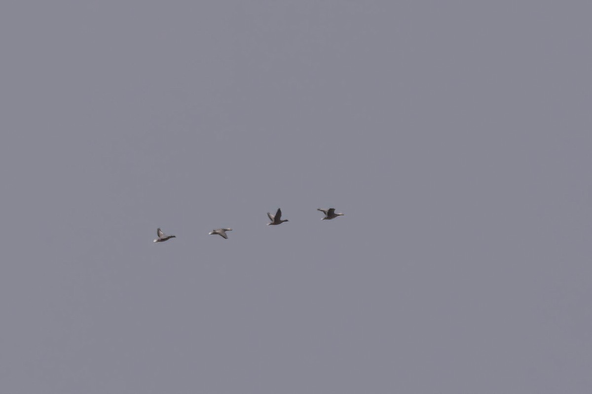 Emperor Goose - ML644783214