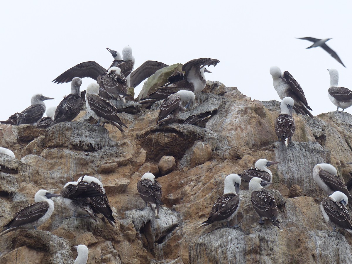 Fou varié - ML644783216