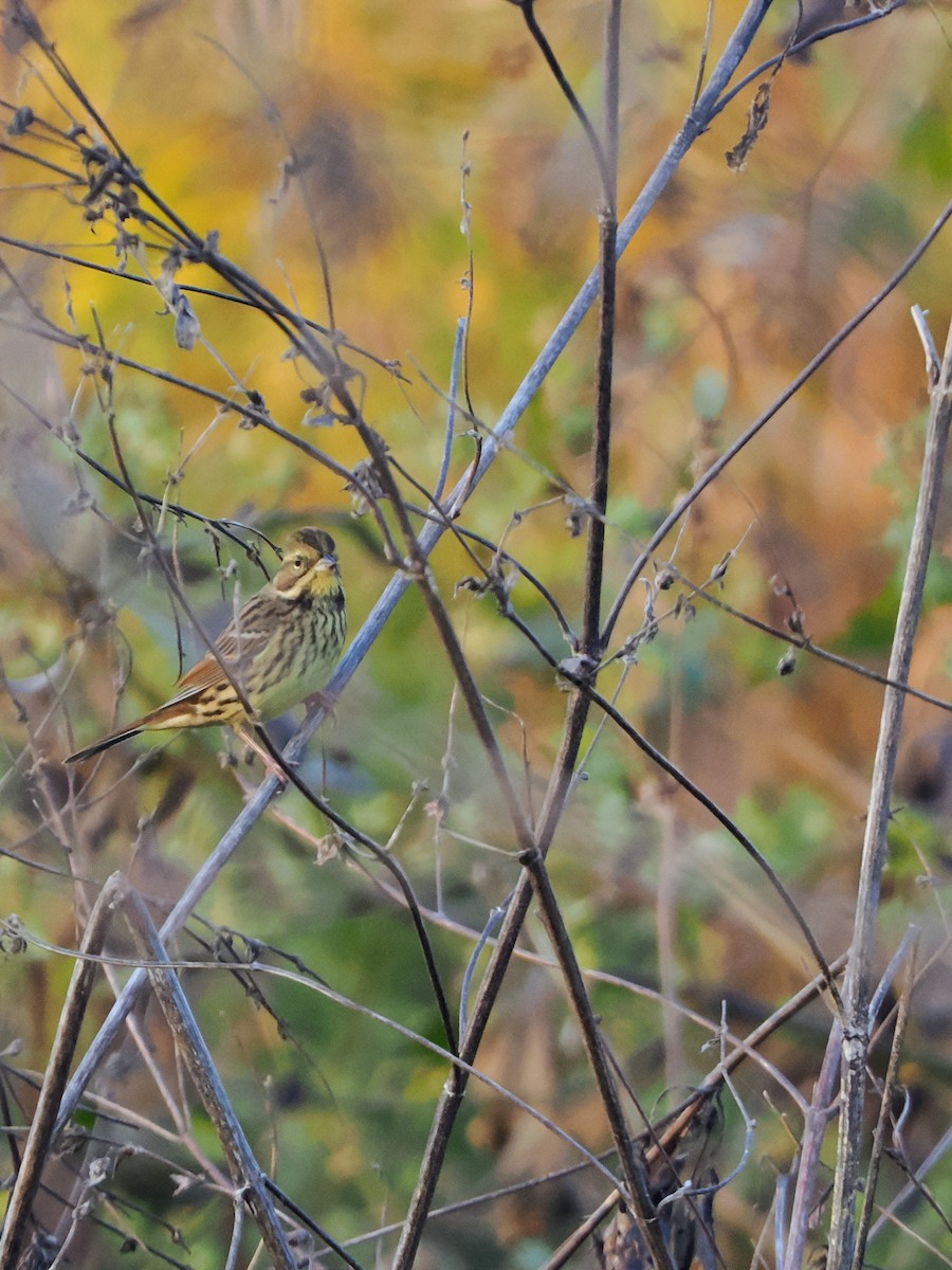 Bruant de Temminck - ML644783218