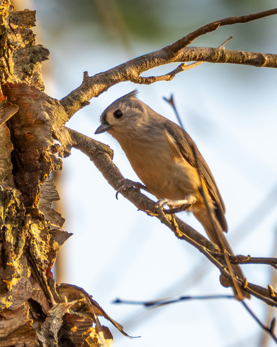 Mésange bicolore - ML644783219