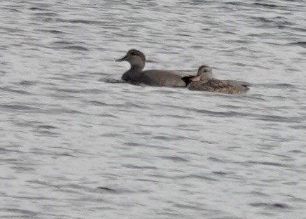 Canard chipeau - ML644783220