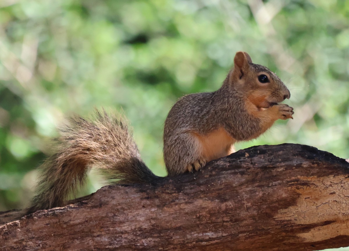 Animaux - ML644783221