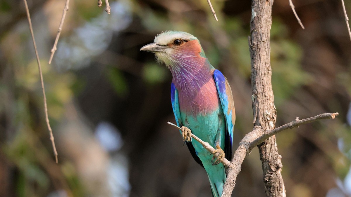 Rollier à longs brins - ML644783222