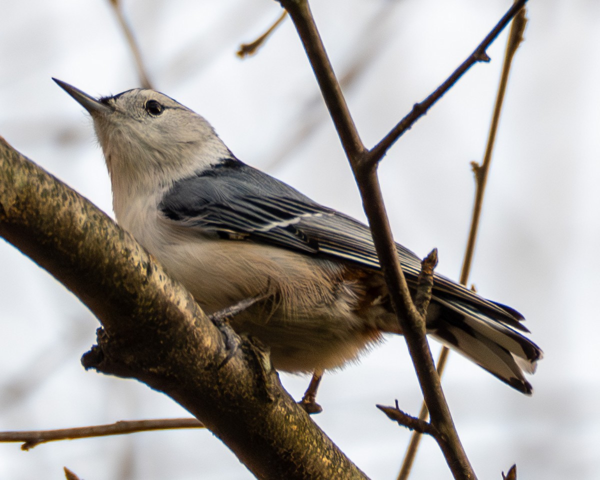 Sittelle à poitrine blanche - ML644783226