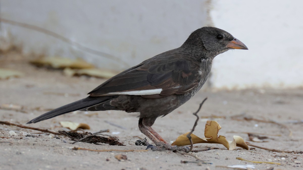 Red-billed Buffalo-Weaver - ML644783227