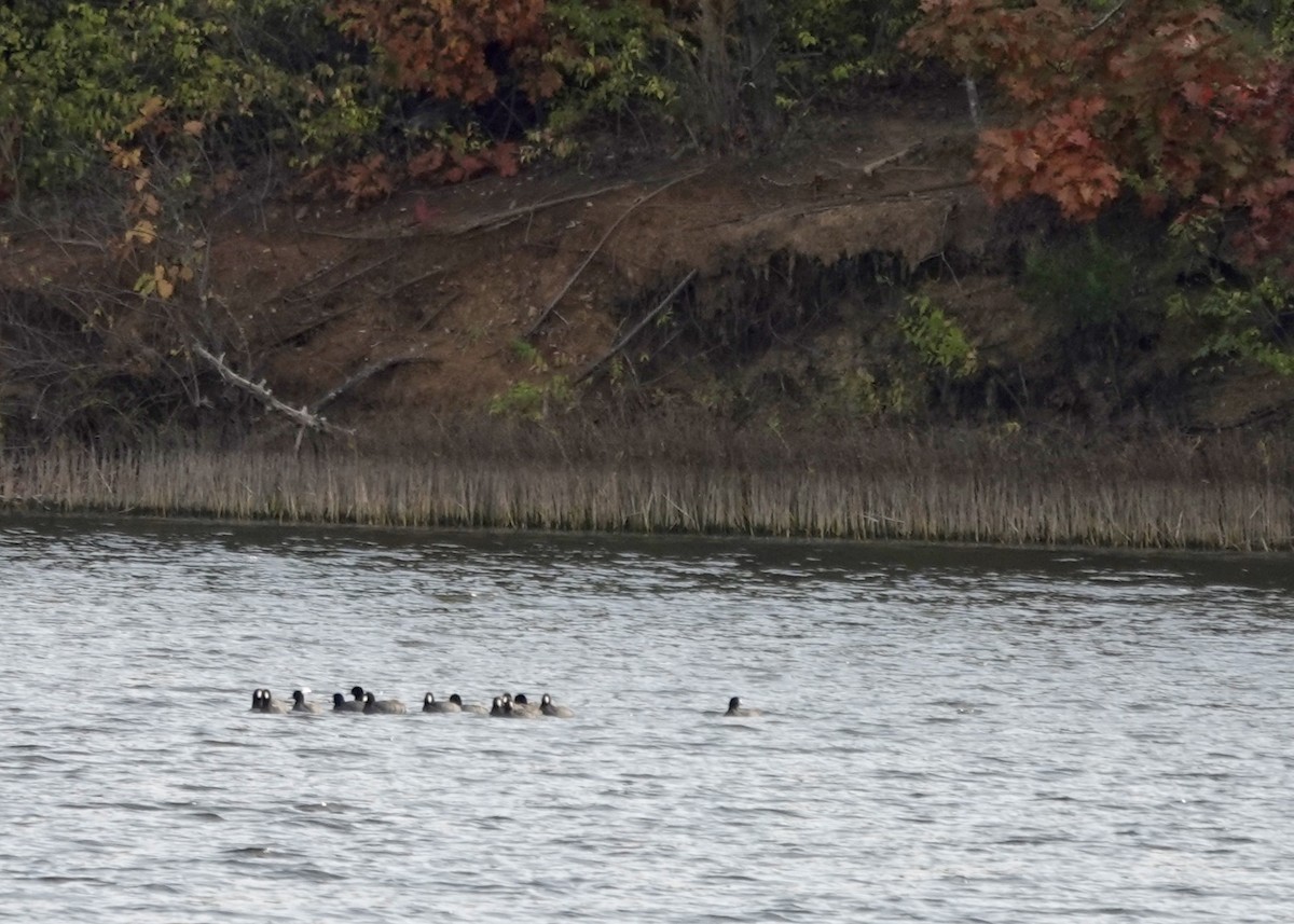 Focha Americana - ML644783230