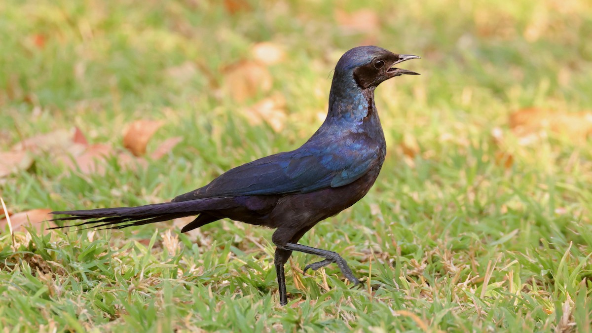 Meves's Starling - ML644783236