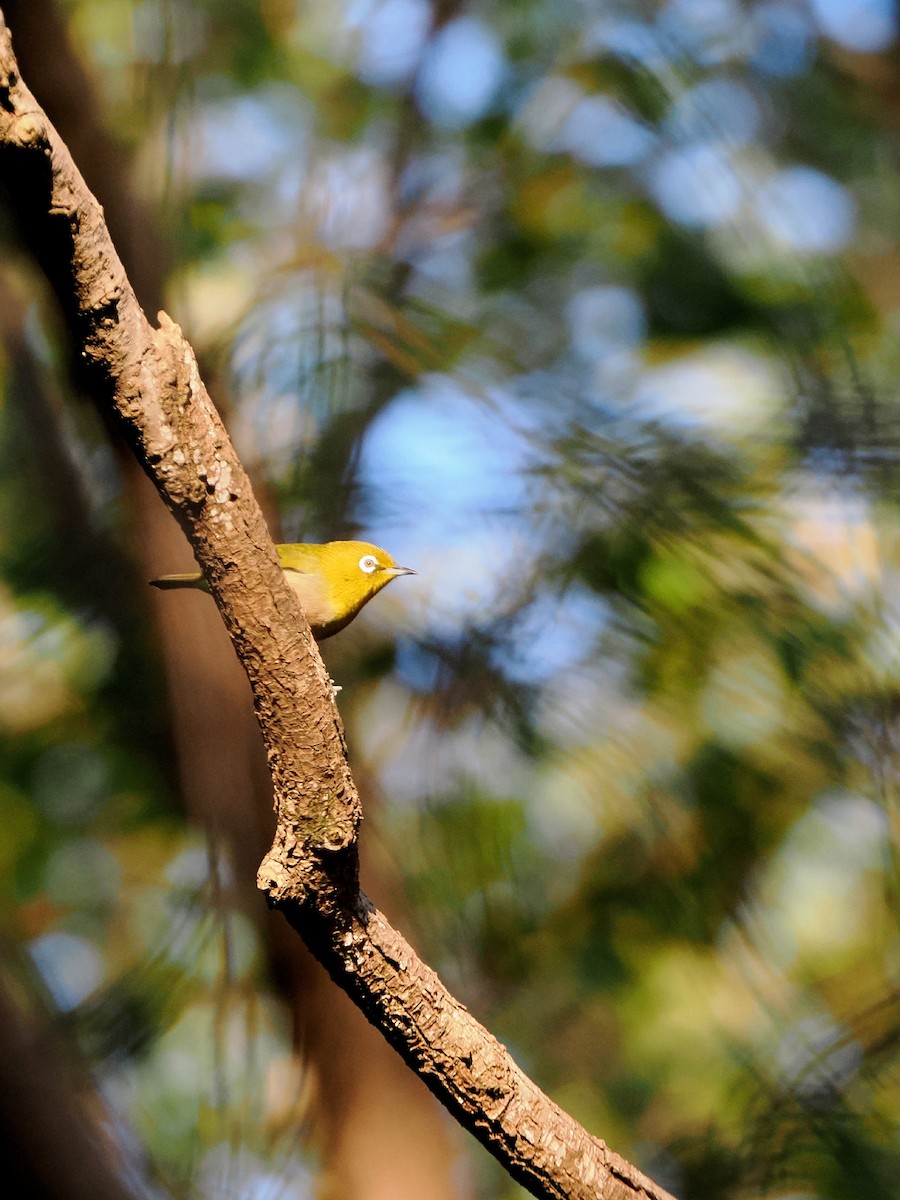 Warbling White-eye - ML644783252