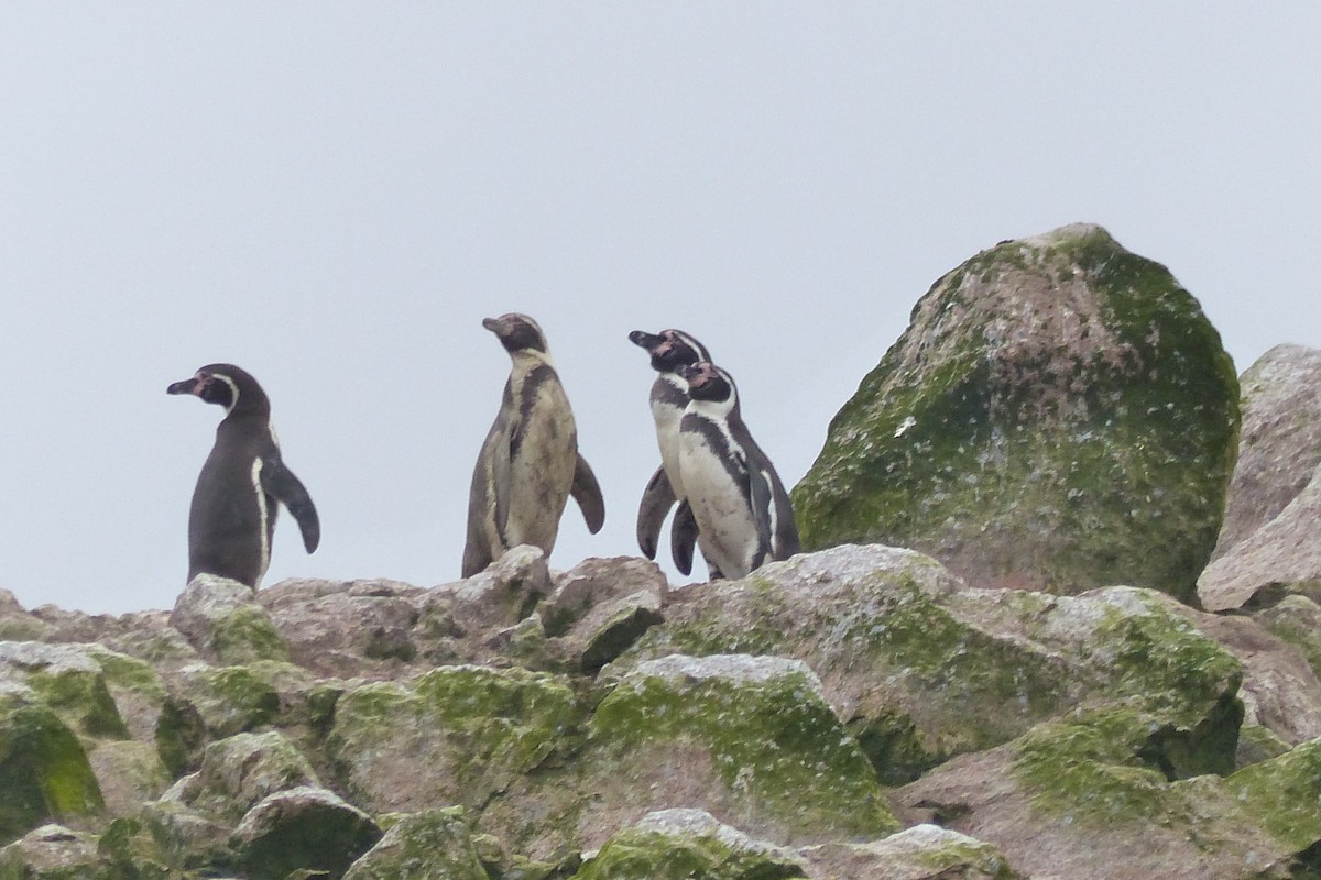 Humboldt Penguin - ML644783258