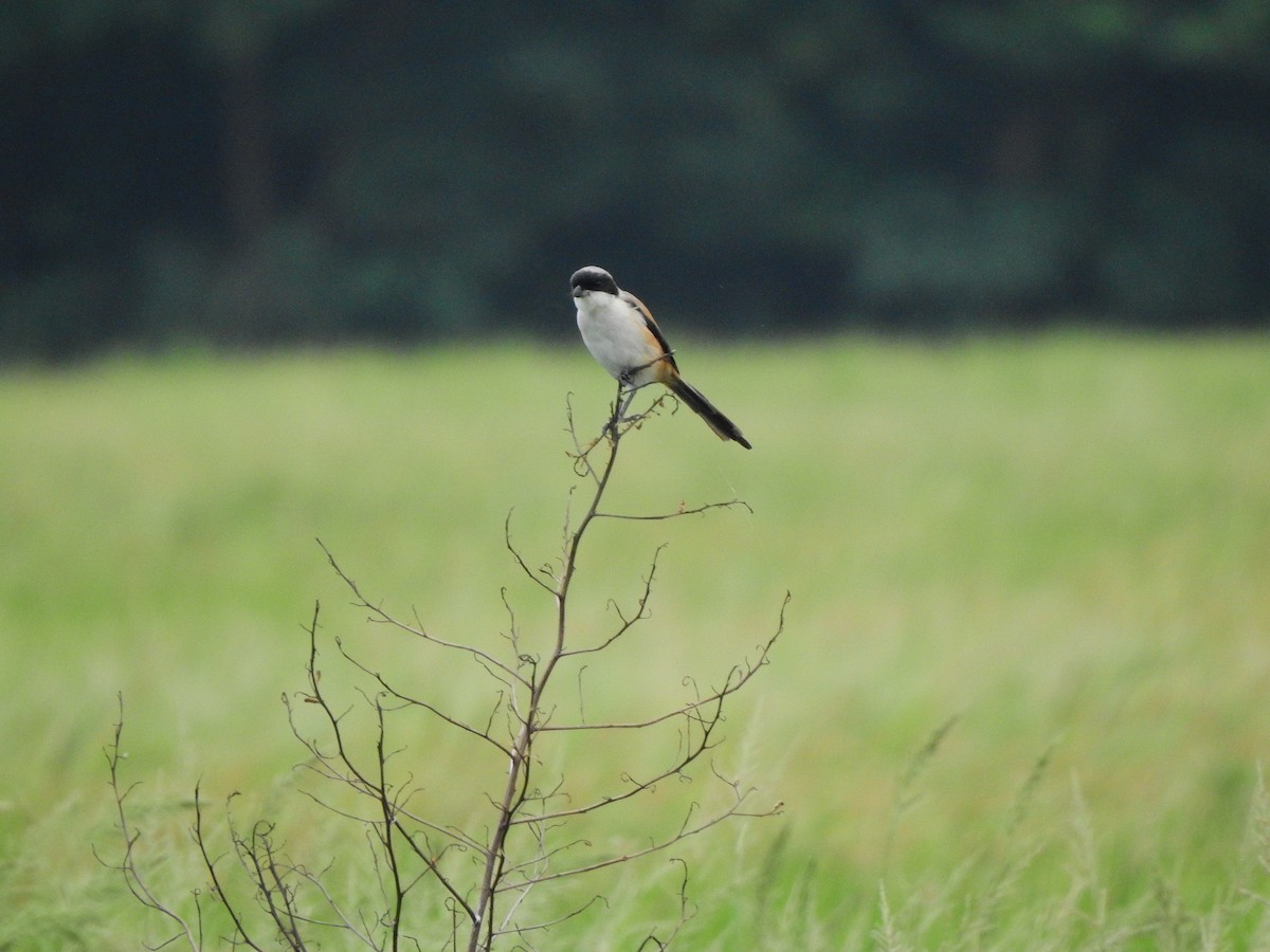 Long-tailed Shrike - ML644783274