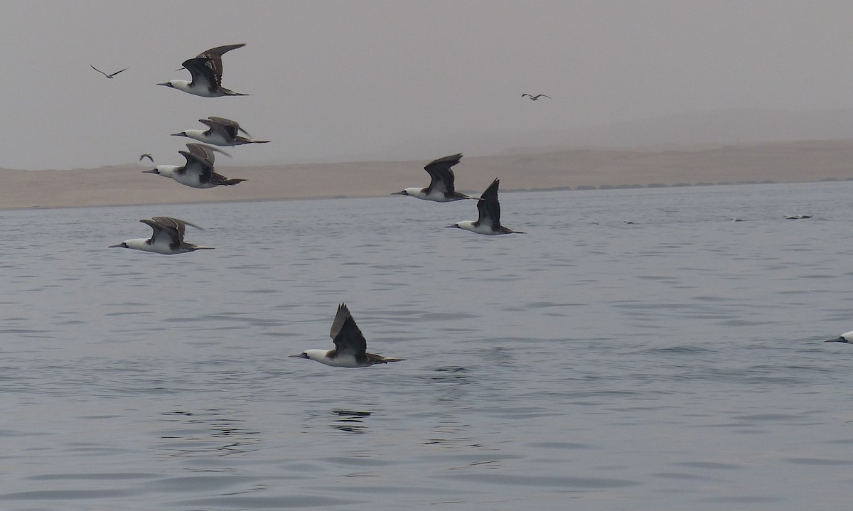 Peruvian Booby - ML644783281