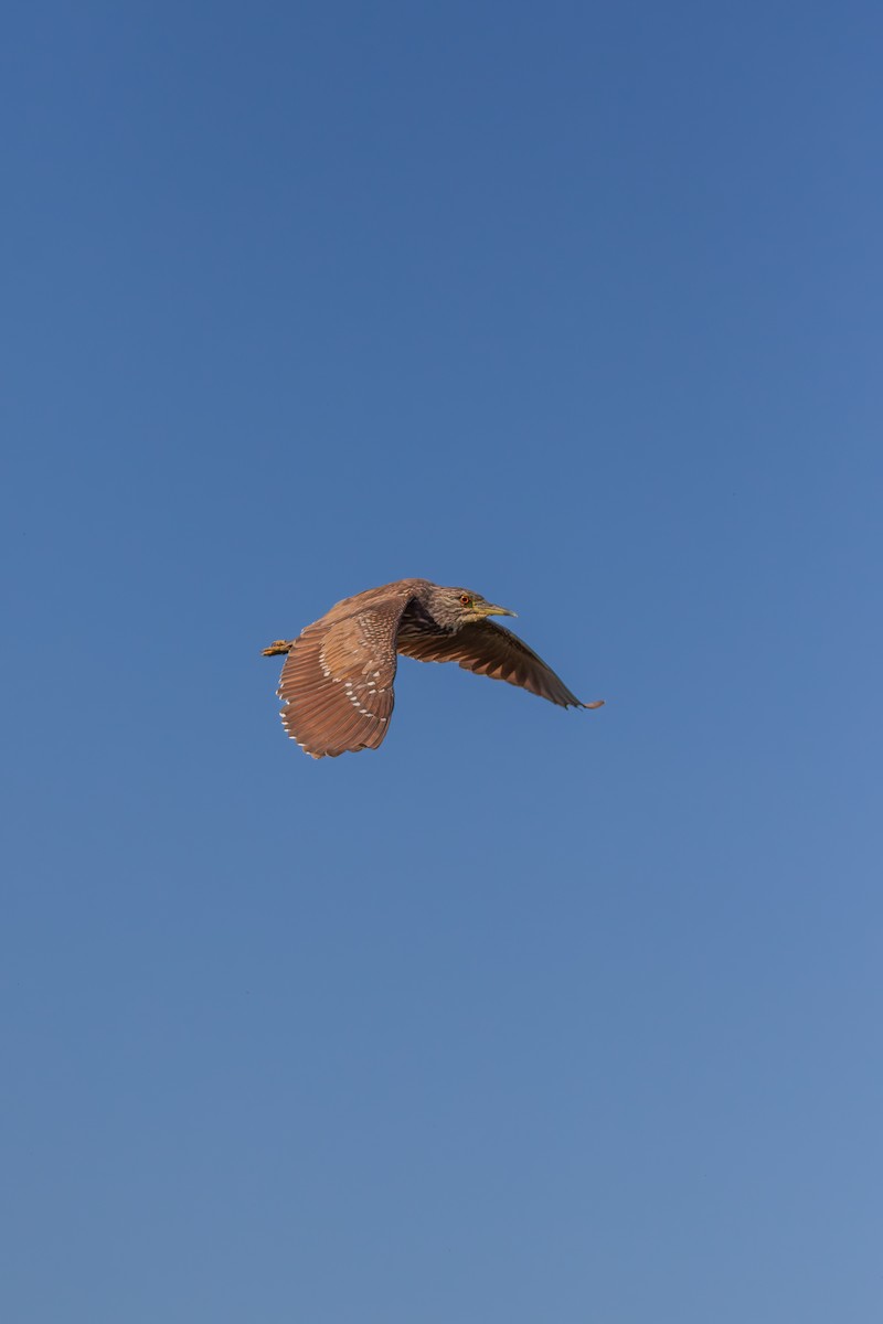 Bihoreau gris - ML644783285