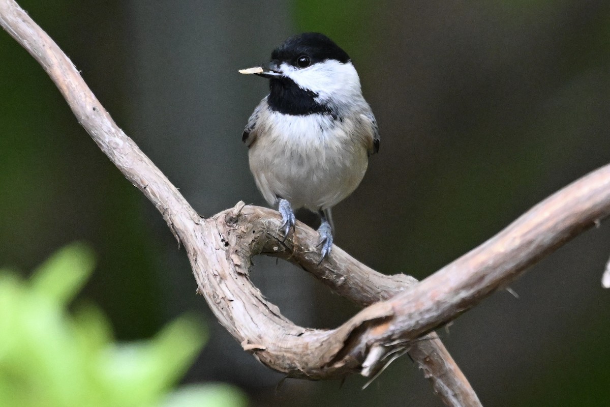 Mésange de Caroline - ML644783295