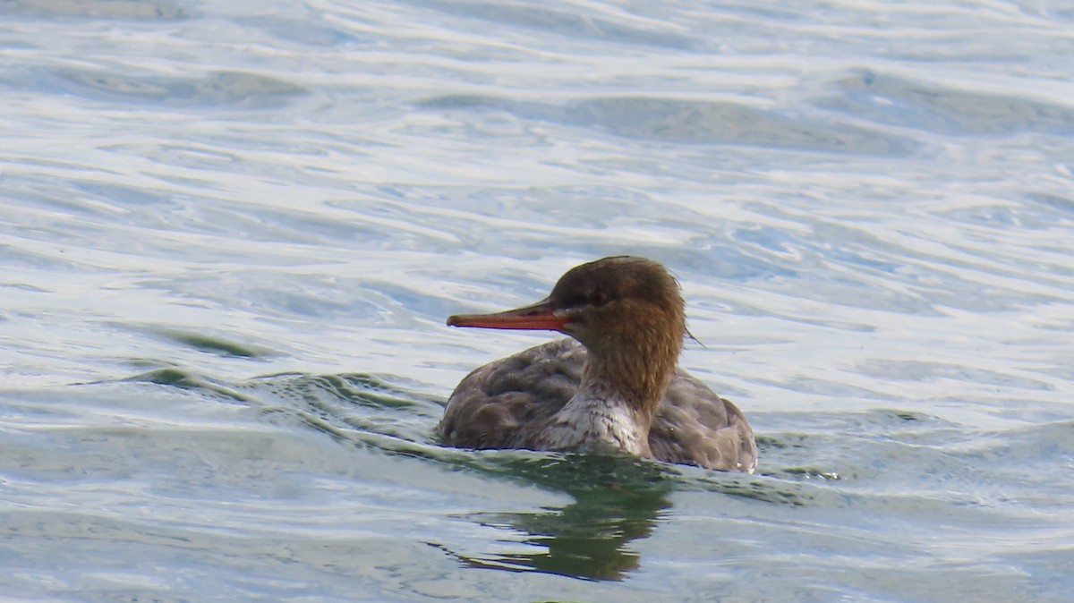 Harle huppé - ML644783296