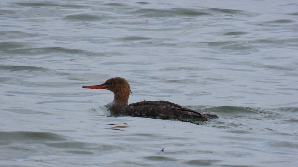 Harle huppé - ML644783297