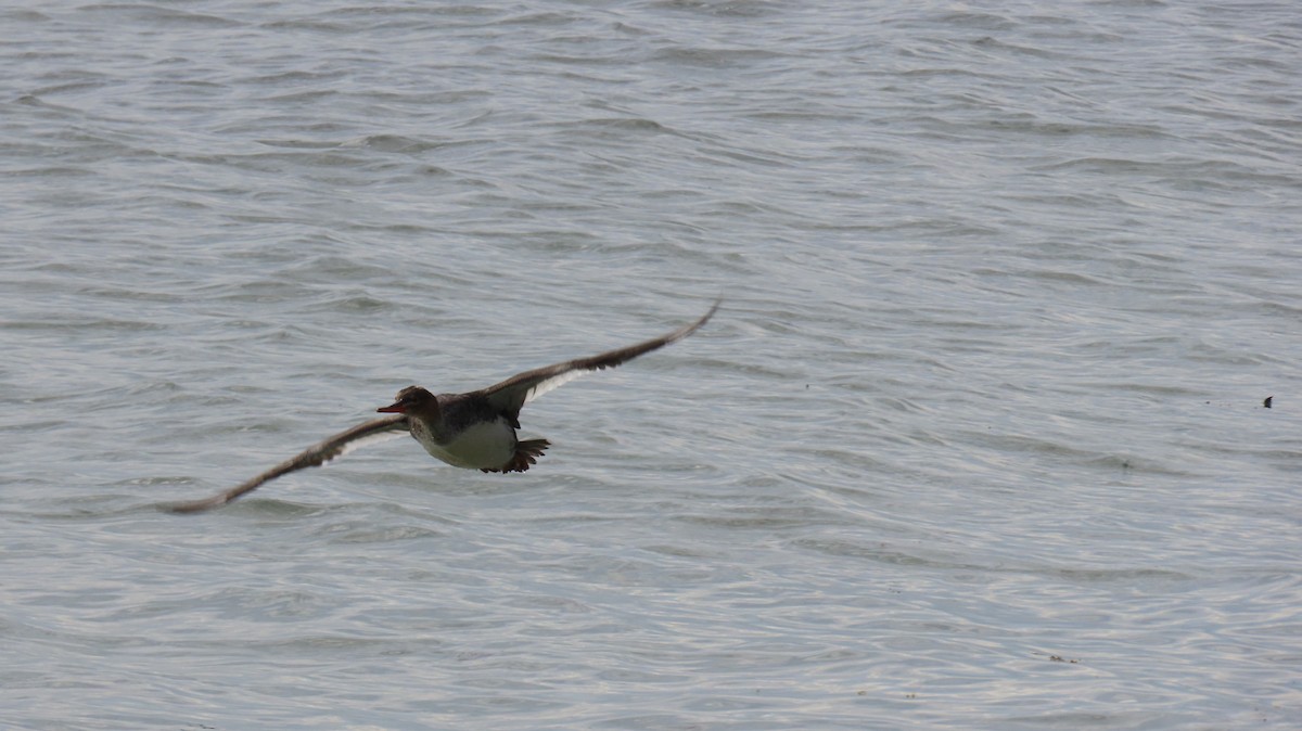 Harle huppé - ML644783298