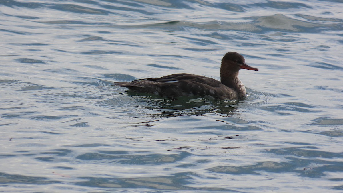 Harle huppé - ML644783299