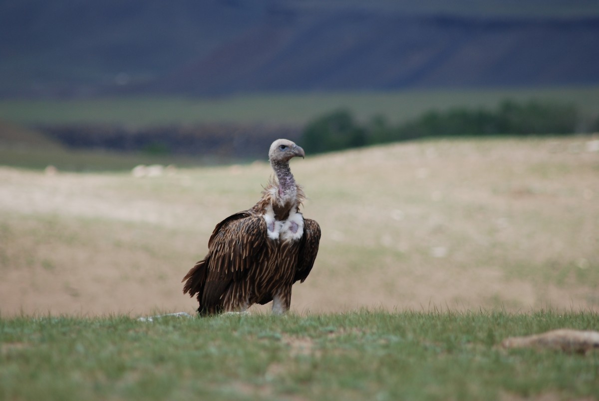 Vautour de l'Himalaya - ML644783301