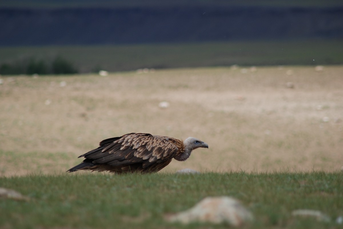 Vautour de l'Himalaya - ML644783302