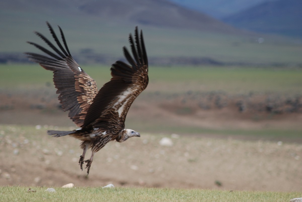 Vautour de l'Himalaya - ML644783303