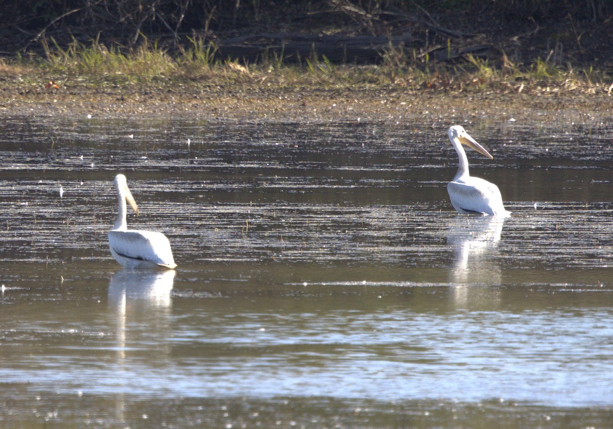 Pélican d'Amérique - ML644783304