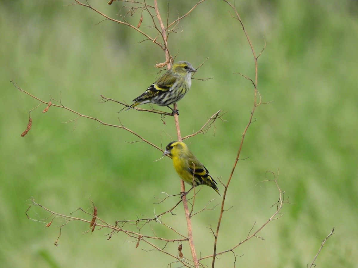 Tarin des aulnes - ML644783305