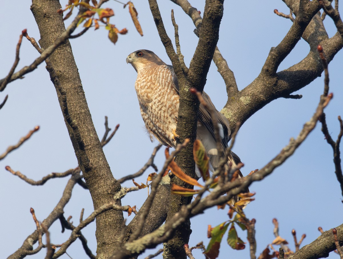 Épervier de Cooper - ML644783306