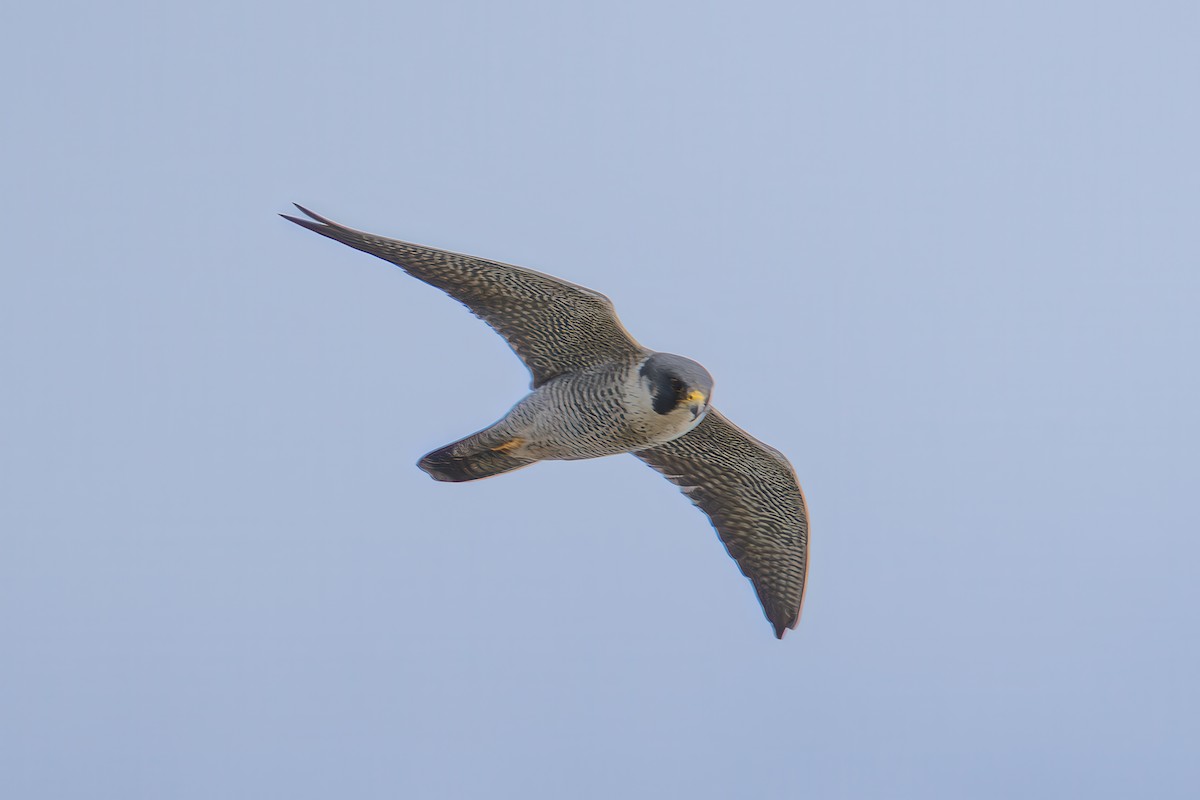 Faucon pèlerin - ML644783307