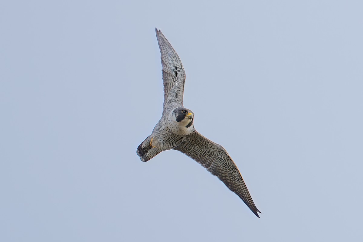 Faucon pèlerin - ML644783308