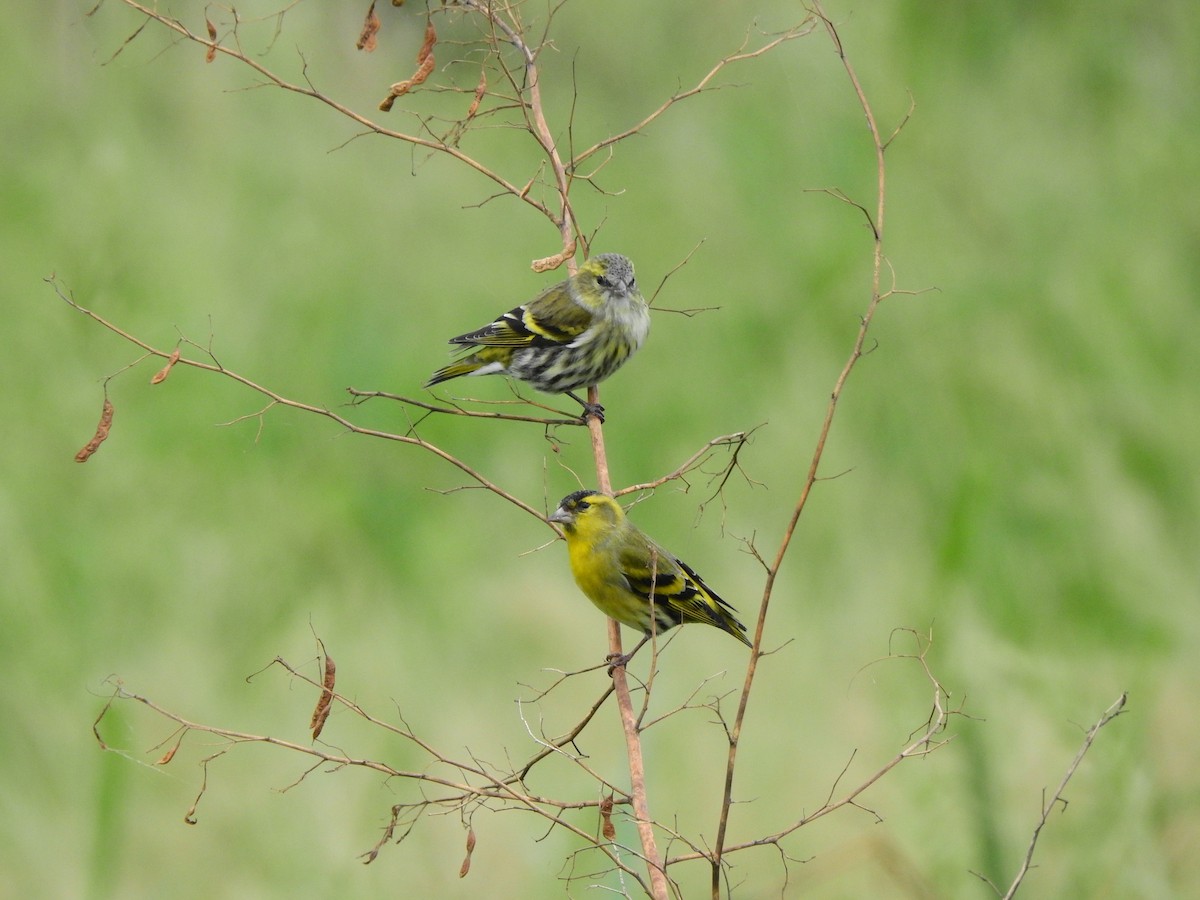 Tarin des aulnes - ML644783309