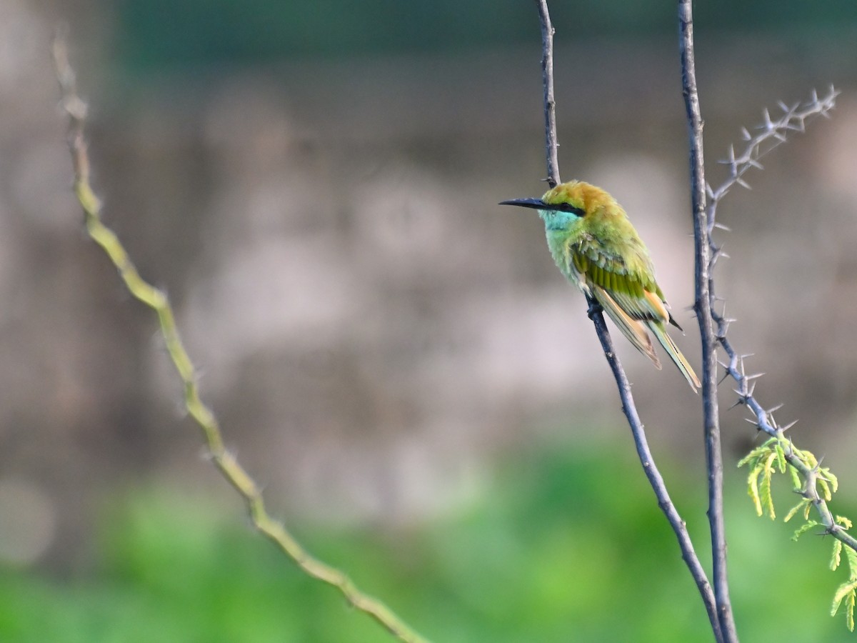 Guêpier d'Orient - ML644783310