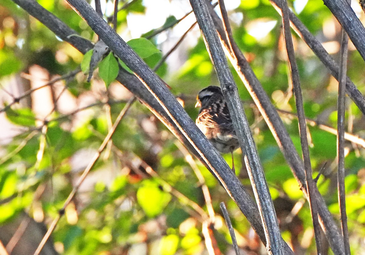 Bruant à gorge blanche - ML644783311
