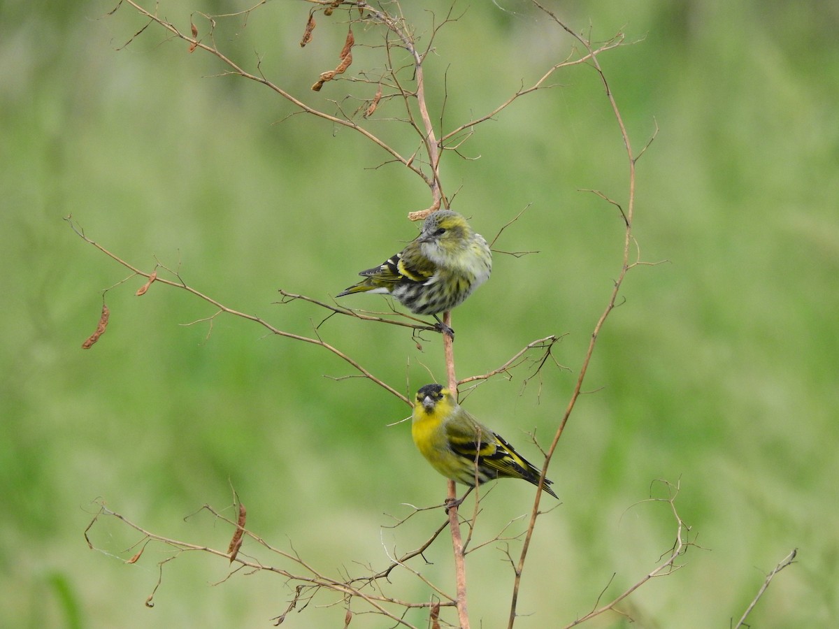 Tarin des aulnes - ML644783312