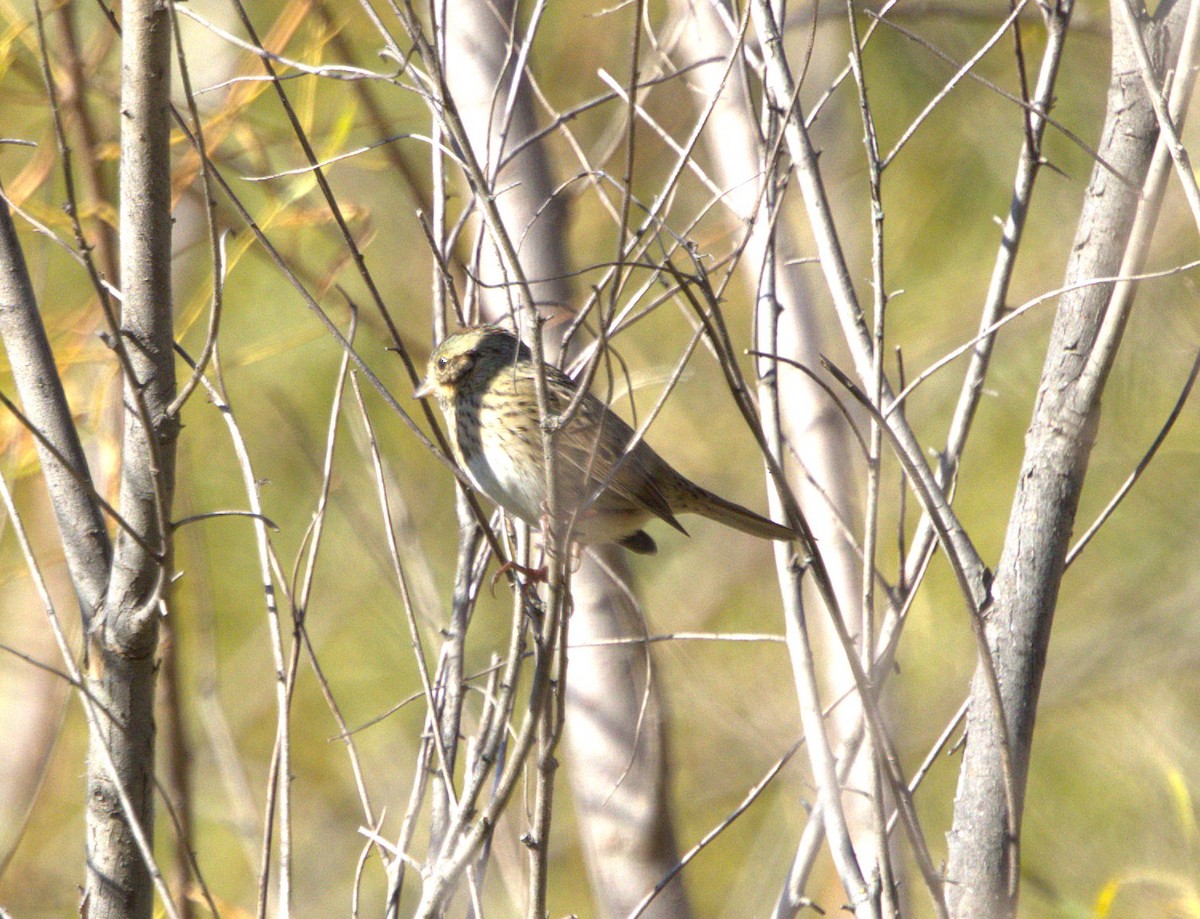 Bruant de Lincoln - ML644783313