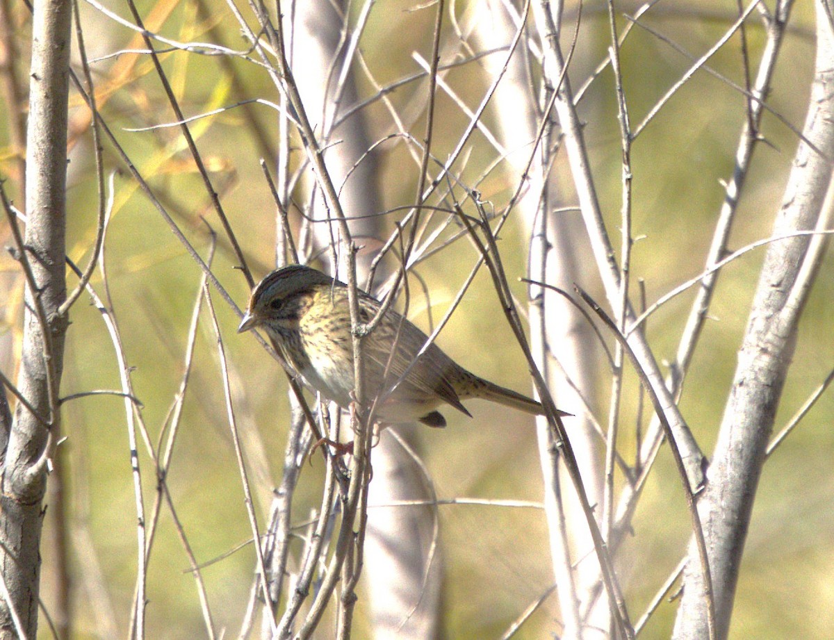 Bruant de Lincoln - ML644783314