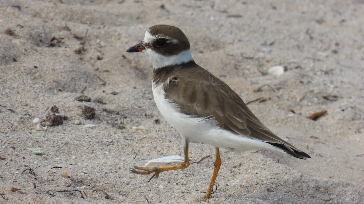 Pluvier semipalmé - ML644783318