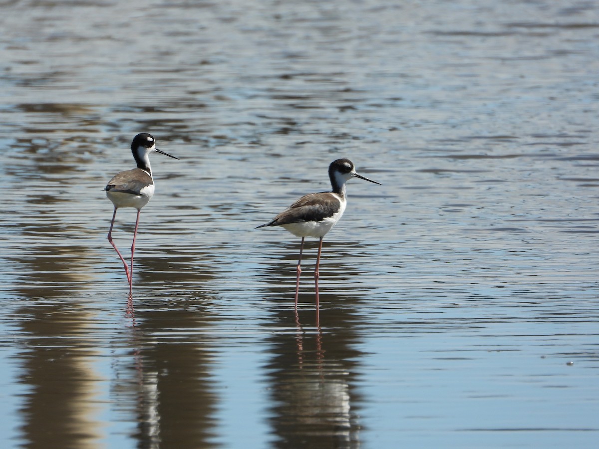 Échasse d'Amérique - ML644783319