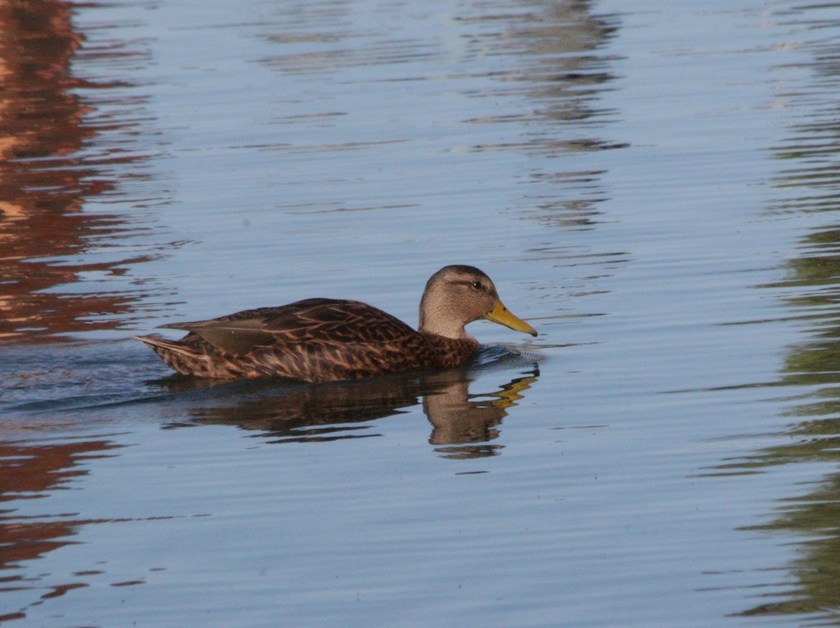 Mexican Duck - ML644783320