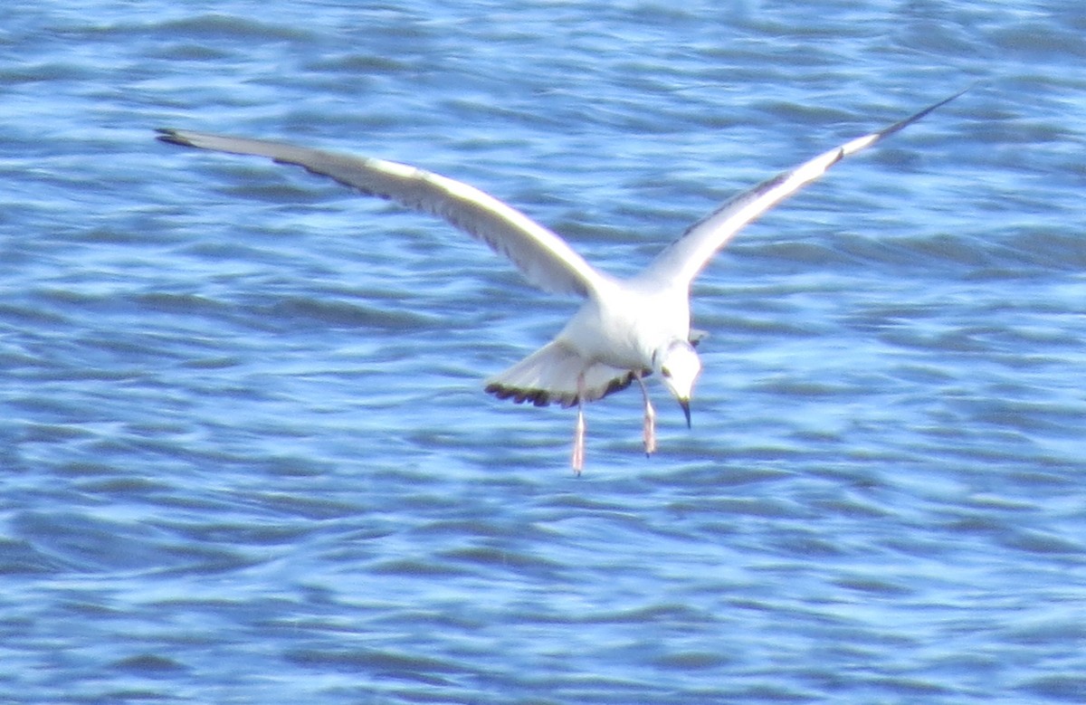Mouette de Bonaparte - ML644783321